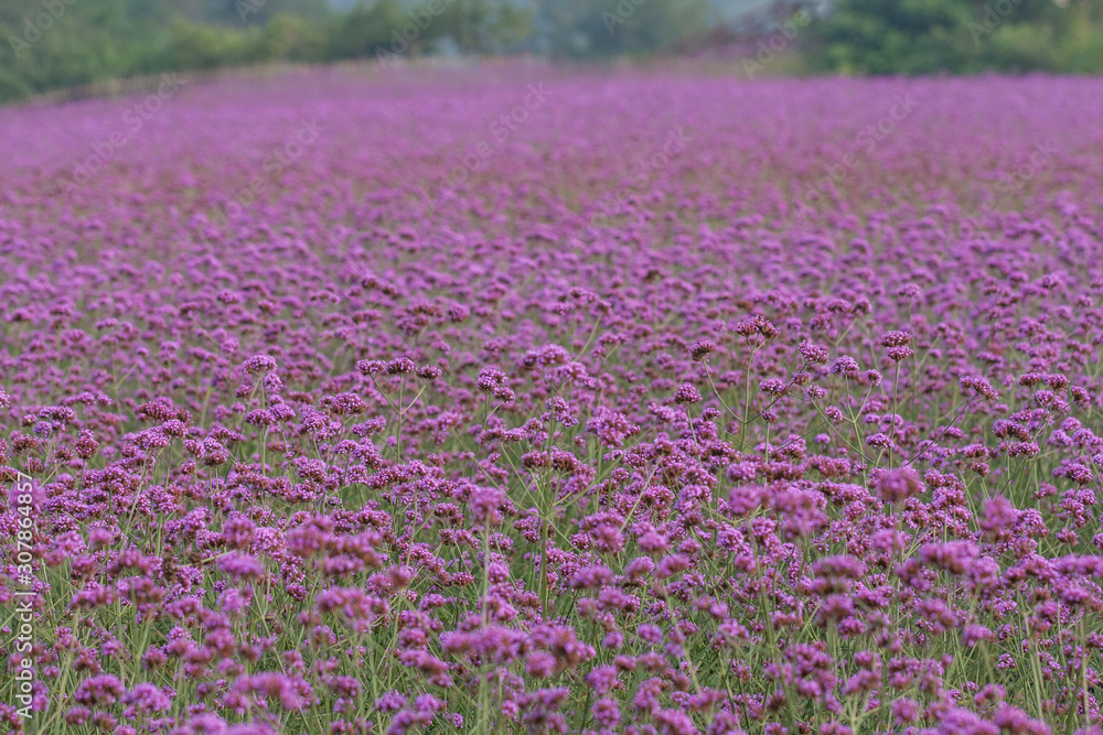 Obraz premium Close-up of spring outdoor, blooming willow verbena,Verbena bonariensis