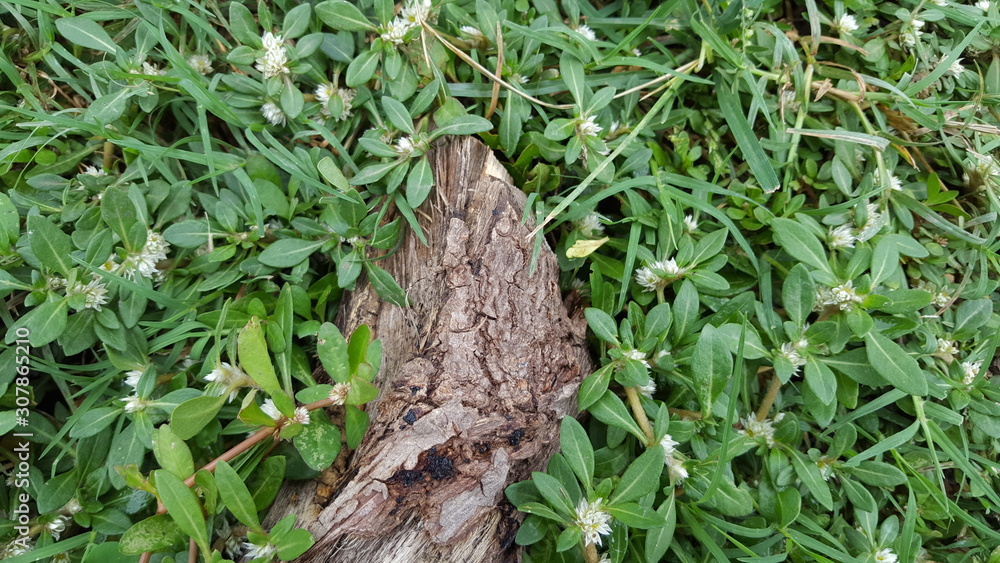 The trunk of a tree fell between the weeds that ran through it The trunk of a tree fell between the weeds that ran through it