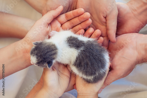 Very Little striped kitten in human hands.concept of good and protection