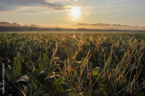 A misty autumn sunrise in a soybean field