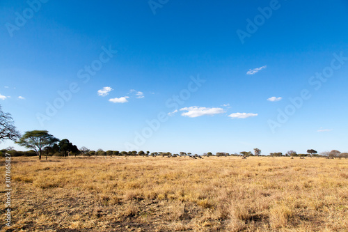 Tarangire National Park panorama  Tanzania  Africa