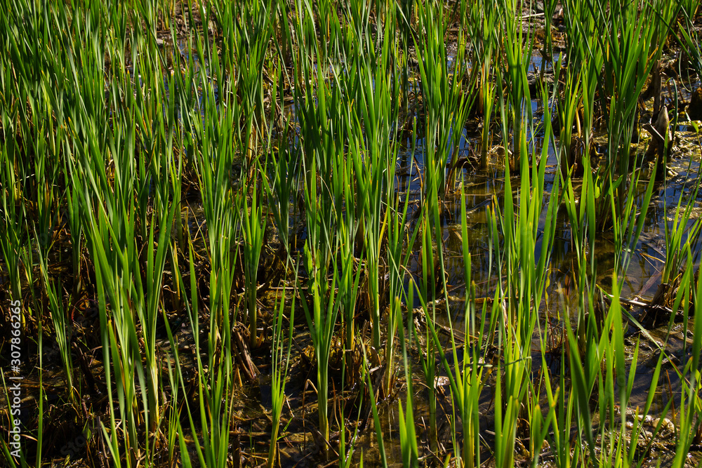 growing marsh grass in straight lines and rows in the sunlight