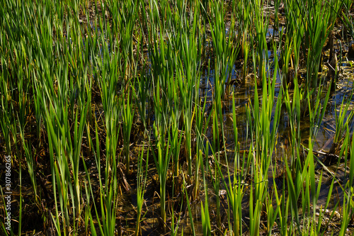 growing marsh grass in straight lines and rows in the sunlight