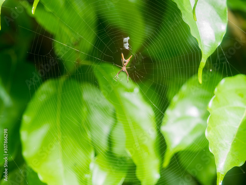 Arrowhead spider belly - Micrathena on web Costa Rica photo