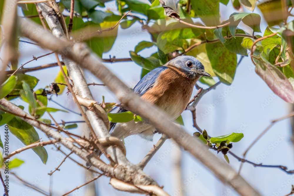 A close up of an Eastern Bluebird perched on a limb in the forest at Yates Mill County Park in Raleigh North Carolina. A close up of an Eastern Bluebird perched on a limb in the forest at Yates Mill County Park in Raleigh North Carolina.