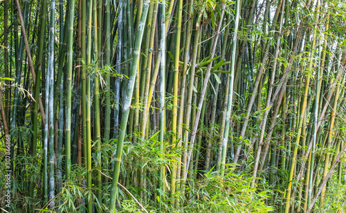 Fundo verde com bambu