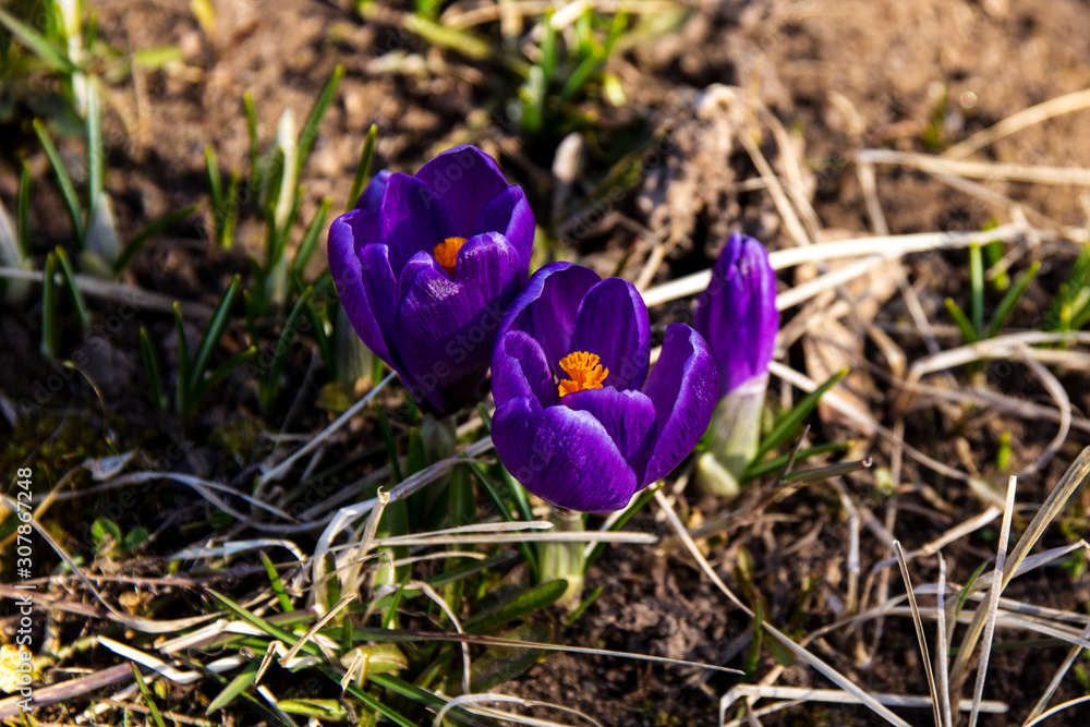 purple crocuses with yellow stamens and white edging on the petals in the spring garden among the dry grass of last year purple crocuses with yellow stamens and white edging on the petals in the spring garden among the dry grass of last year
