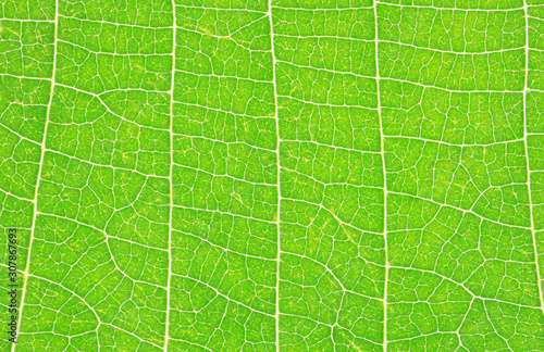 Closeup of tropical green leaf with skeleton texture background 