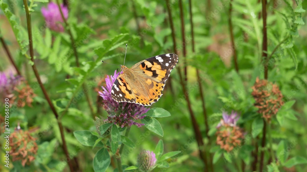A butterfly sits on a red clover flower. A butterfly sits on a red clover flower.