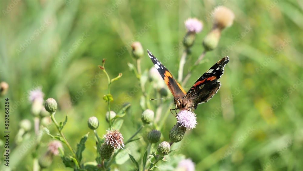 Butterfly vanessa atalanta sits on a thistle flower. Butterfly vanessa atalanta sits on a thistle flower.