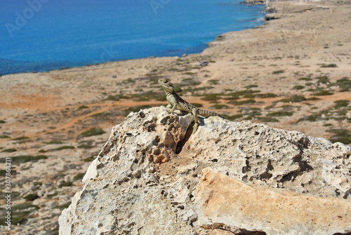 view from the cliff on the turquoise sea with a lizard close up in the center of the frame sitting on a porous limestone stone