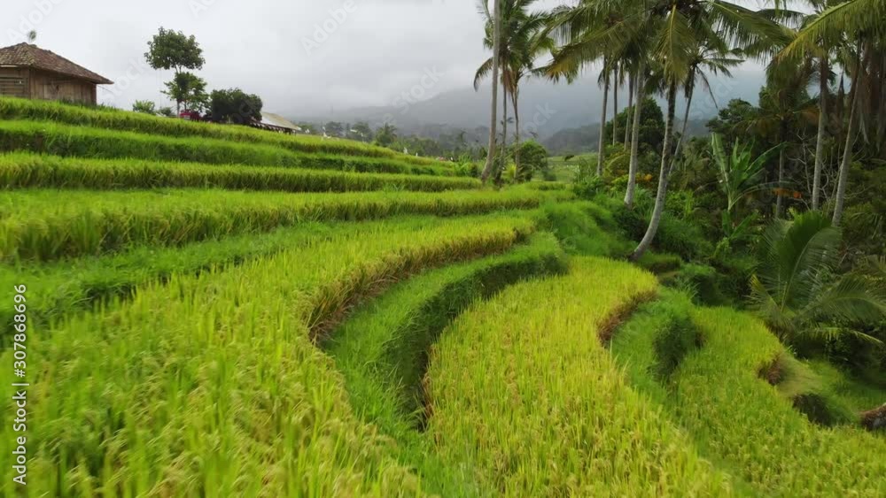 View of Jatiluwih rice terrace, Bali View of Jatiluwih rice terrace, Bali