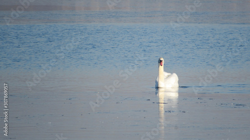 white swans on the lake in winter