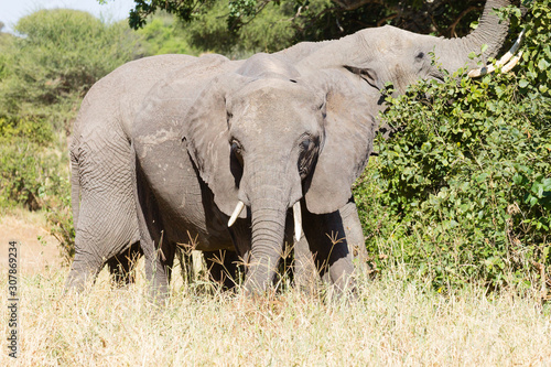 Elephant close up, Tarangire National Park, Tanzania