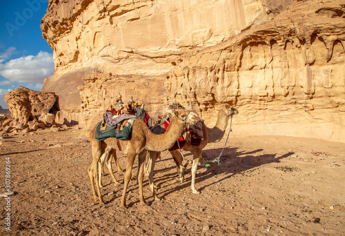 Wadi Rum desert  reserve   Jordan.