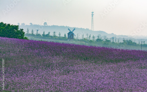 Purple willow verbena flowers and windmills in full bloom outdoors in spring，Verbena bonariensis