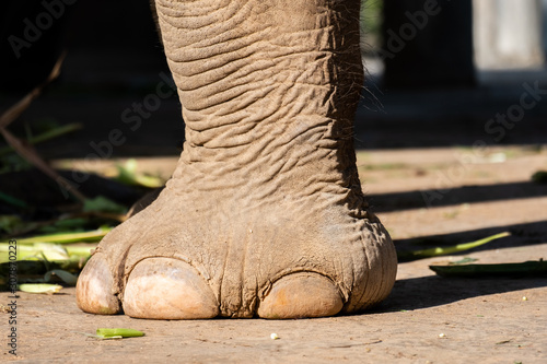 nail and foot of elephant
