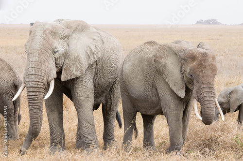 Herd of elephants from Serengeti National Park  Tanzania  Africa