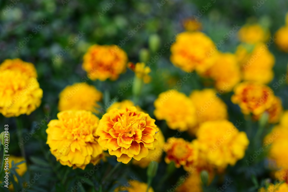 Beautiful yellow chrysanthemum blossoms in the garden Beautiful yellow chrysanthemum blossoms in the garden