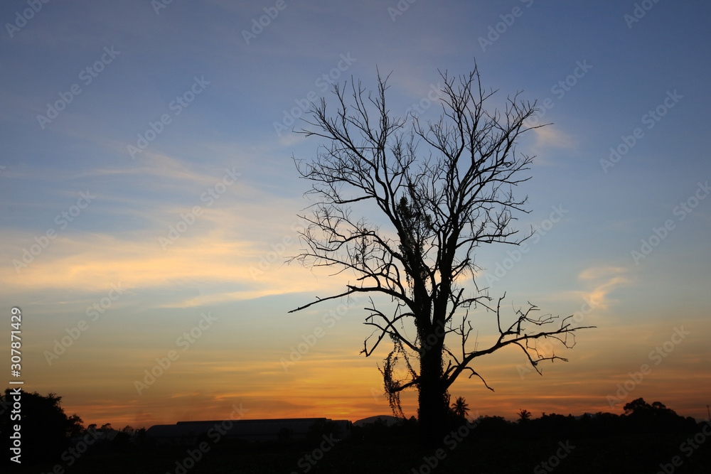 Silhouette Big Durable dry tree ,Silhouette dry tree on a sky background
