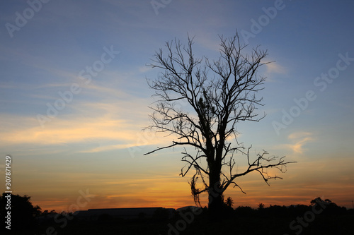 Silhouette Big Durable dry tree  Silhouette dry tree on a sky background