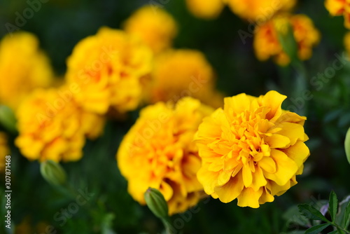 Beautiful yellow chrysanthemum blossoms in the garden