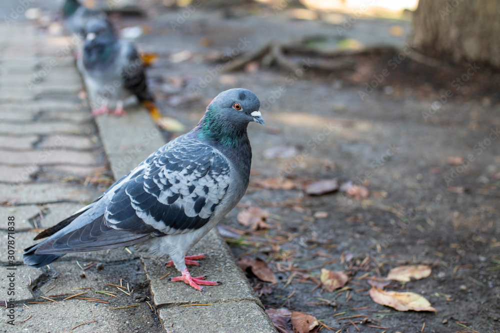Pigeon in the park isolated from the others. Landscape orientation. Pigeon in the park isolated from the others. Landscape orientation.