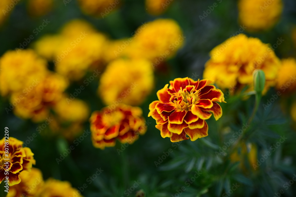 Beautiful yellow chrysanthemum blossoms in the garden Beautiful yellow chrysanthemum blossoms in the garden
