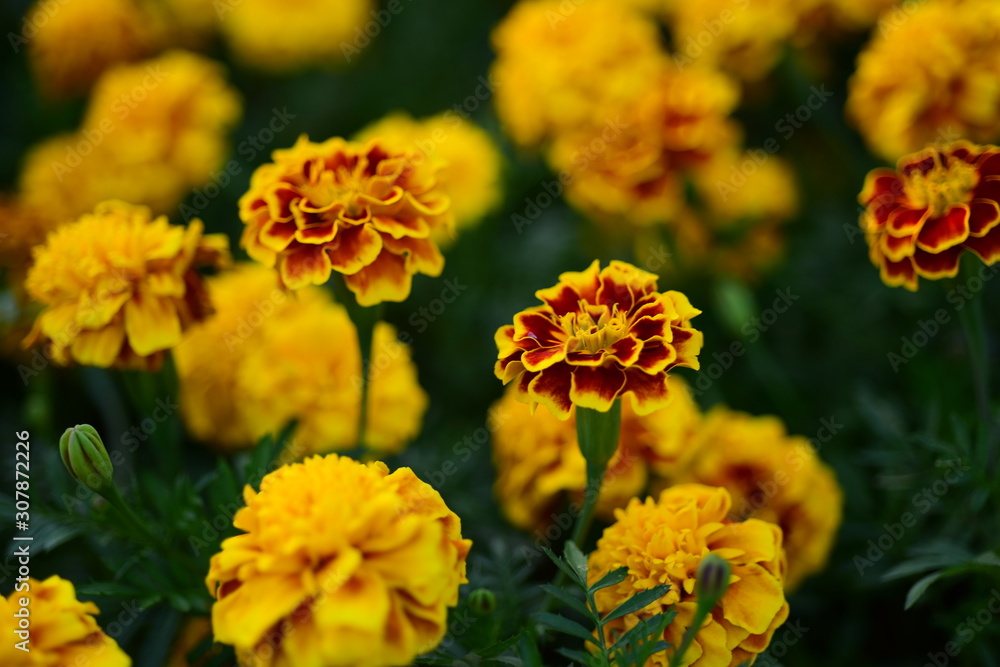 Beautiful yellow chrysanthemum blossoms in the garden Beautiful yellow chrysanthemum blossoms in the garden