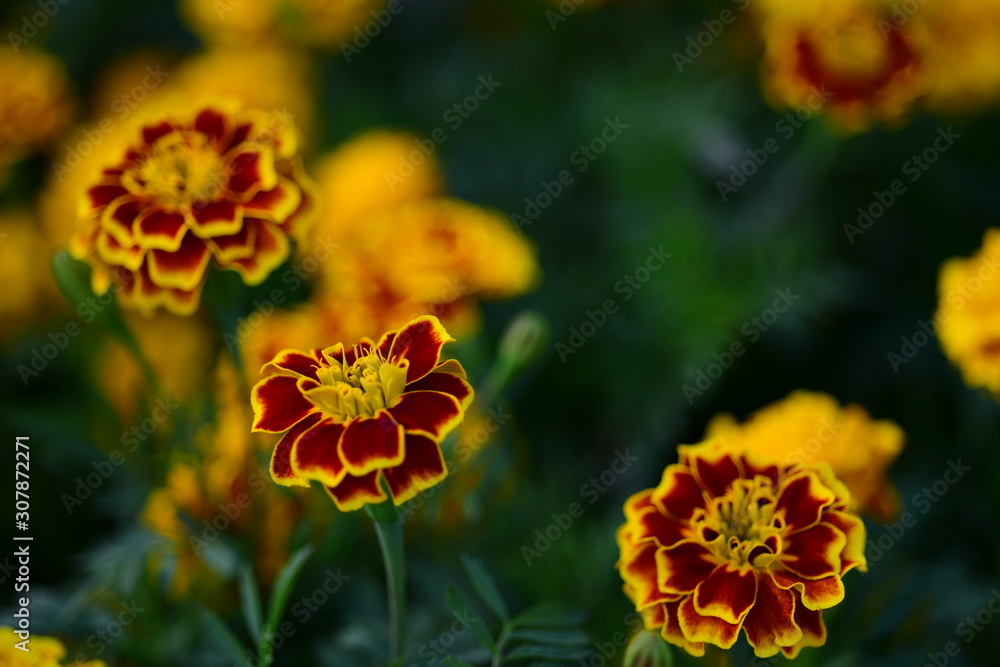 Beautiful yellow chrysanthemum blossoms in the garden Beautiful yellow chrysanthemum blossoms in the garden