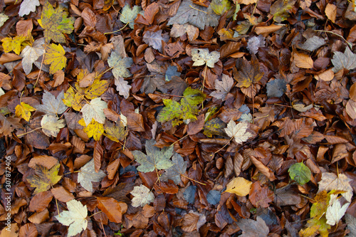 Buntes Laub Hintergrund / Leaves Background