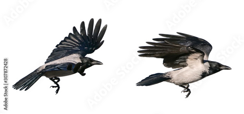 hooded crow in flight (Corvus cornix) isolated on White background