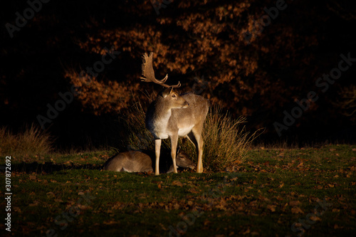 Protective Stag with female