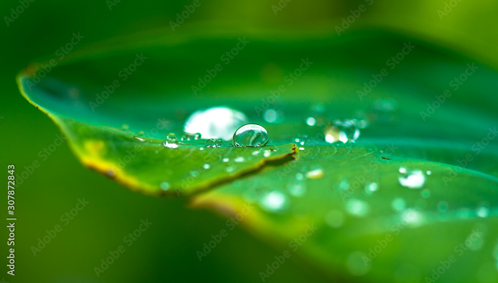 water drops on green leaf water drops on green leaf