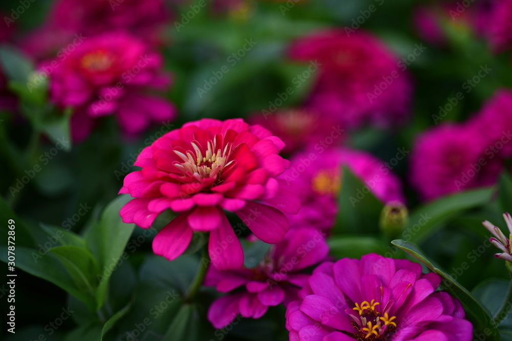 Obraz premium Pink, orange, yellow and white dahlia flowers and green leaves in a sunny summer garden