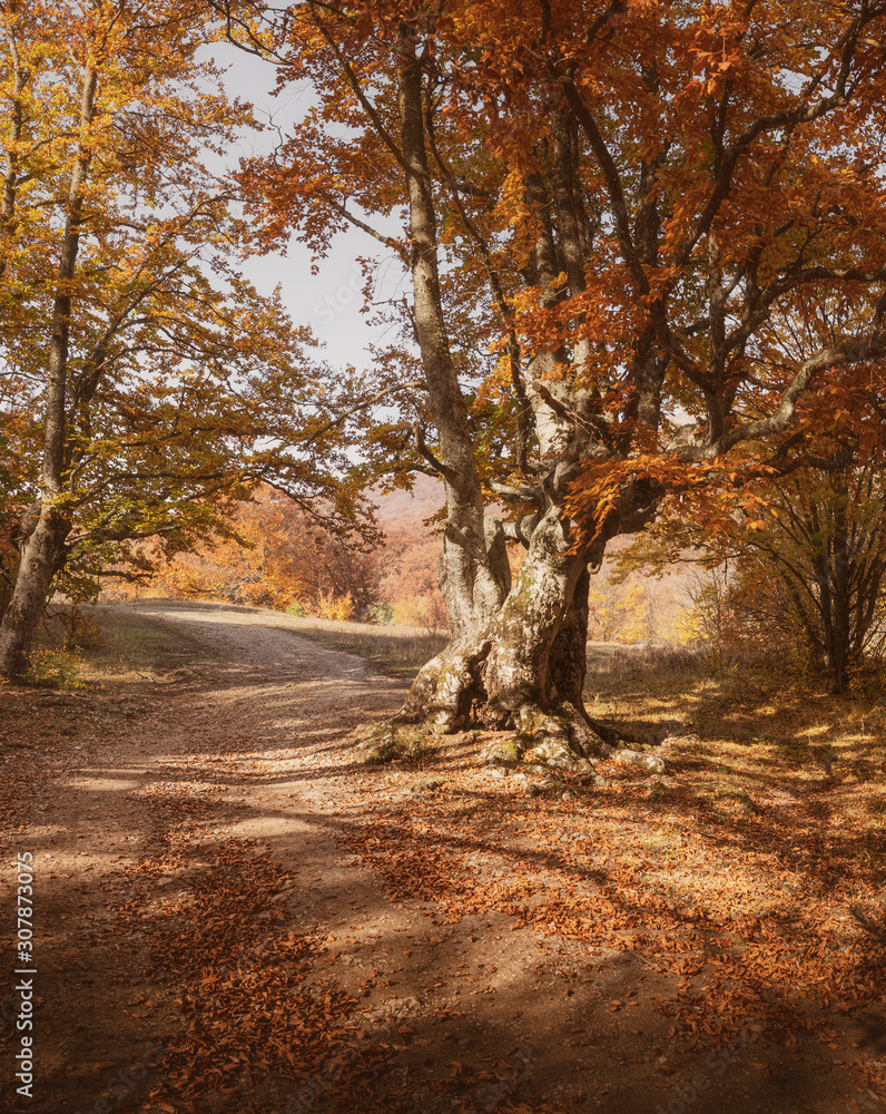 Trail in beech forest. Yellow leaves on the ground Trail in beech forest. Yellow leaves on the ground