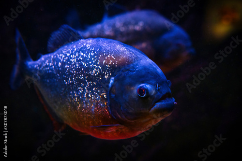 Foto Un piranha o piraña, un membro della famiglia Serrasalmidae