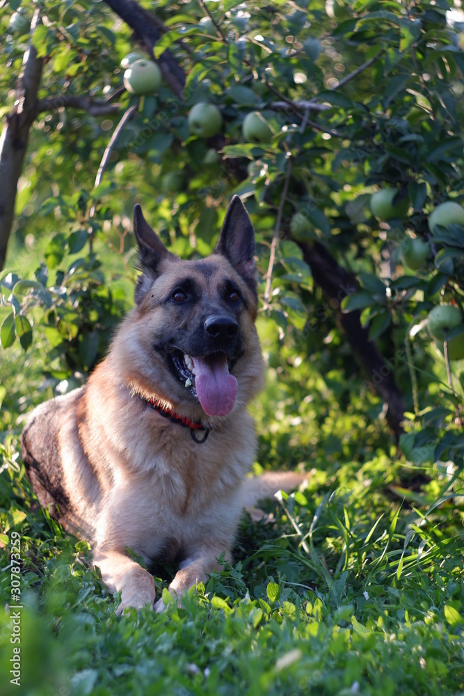  dog under the apple tree in the garden