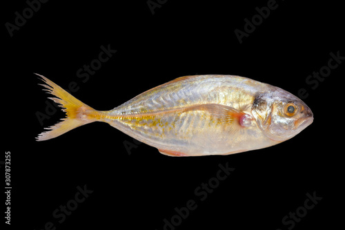 Carangidae fish with colors black background look beautiful appropriate the background , idea copy space