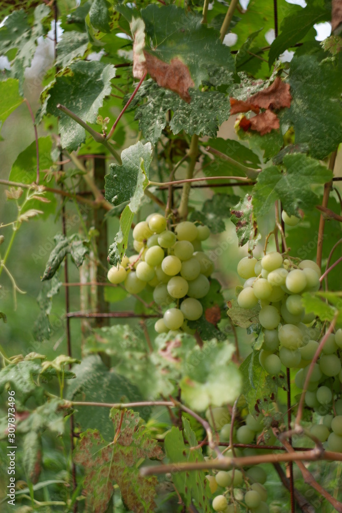 Green grapes Green grapes