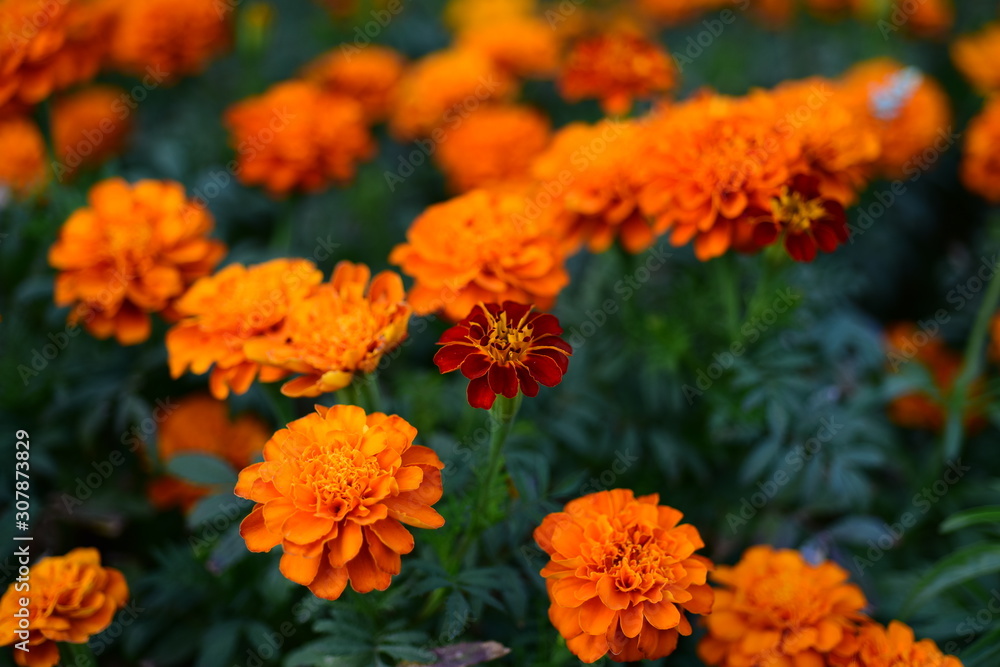 Pink, orange, yellow and white dahlia flowers and green leaves in a sunny summer garden Pink, orange, yellow and white dahlia flowers and green leaves in a sunny summer garden
