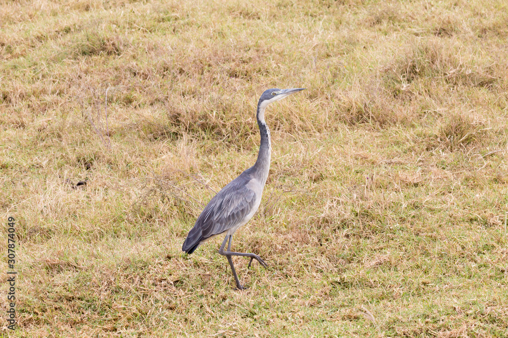 Black headed heron bird close up. Ngorongoro Conservation Area crater, Tanzania Black headed heron bird close up. Ngorongoro Conservation Area crater, Tanzania
