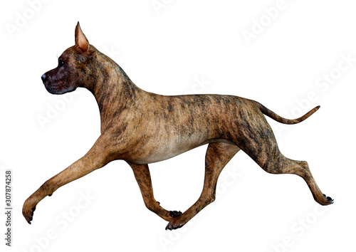 3D Rendering Great Dane Dog on White