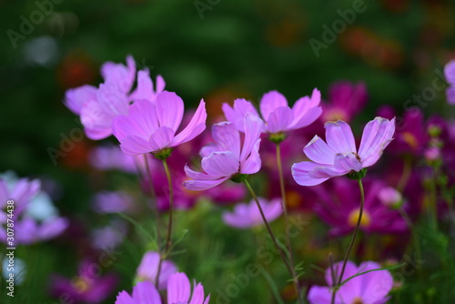 Beautiful flowers in the garden Blooming in the summer.Landscaped Formal Garden