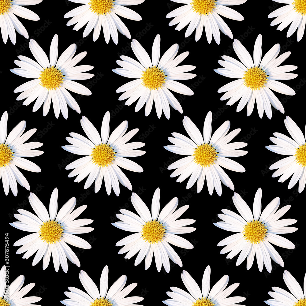 White chamomile flowers on a black background. Contrast floral pattern