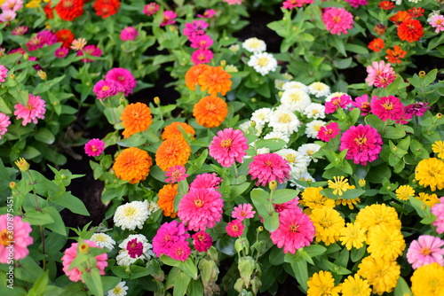 colorful flowers chrysanthemum in the garden