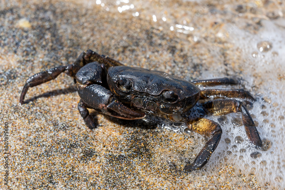 Crab on Beach Turkey Black Sea
