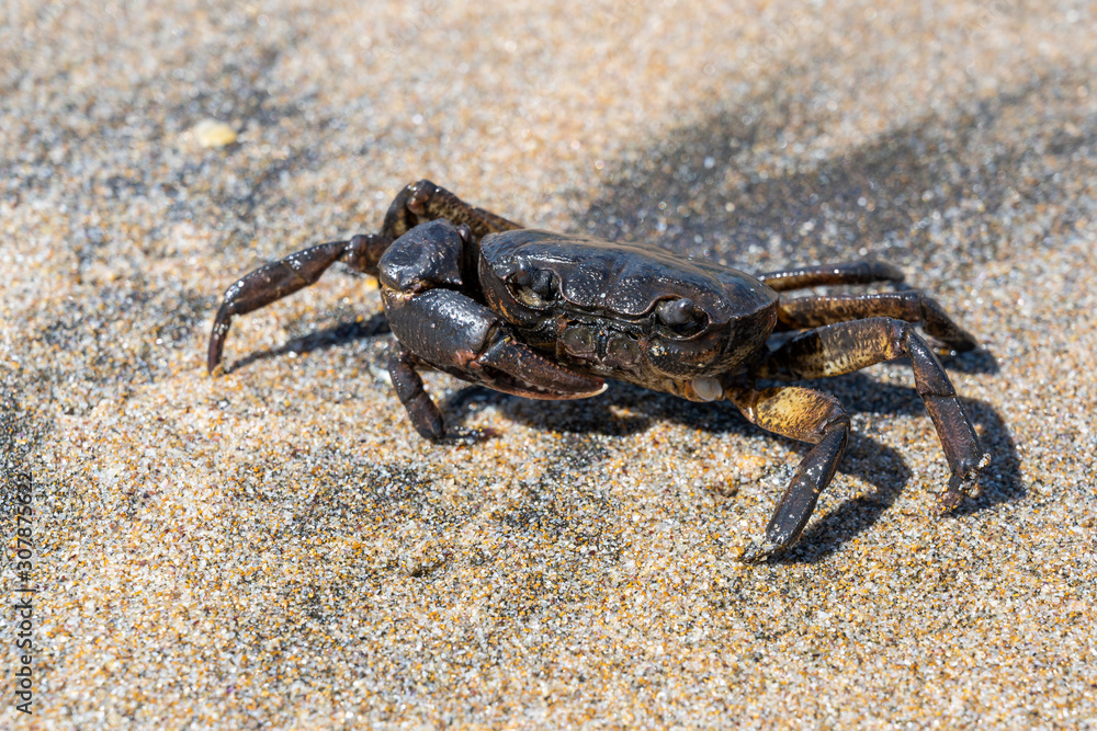 Crab on Beach Turkey