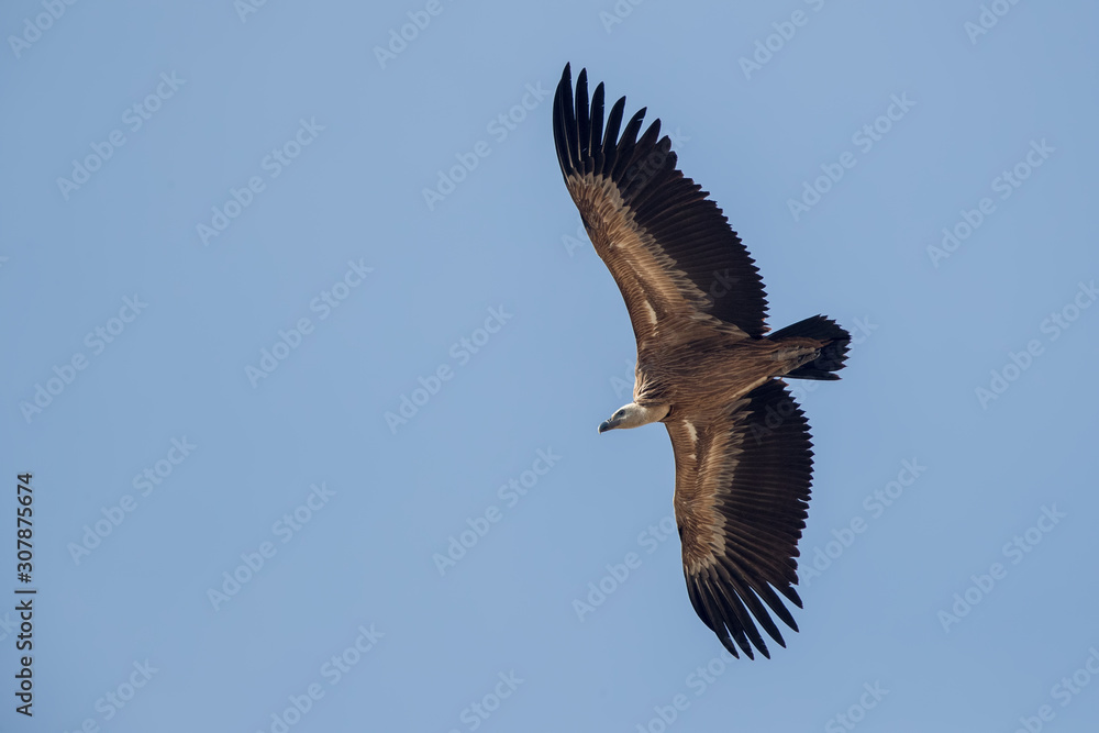 Obraz premium Griffon Vulture Flying