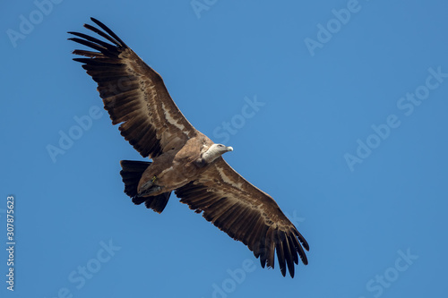 Griffon Vulture Flying